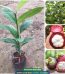 Địa chỉ cung cấp giống cây măng cụt ghép, măng cụt ươm hạt
