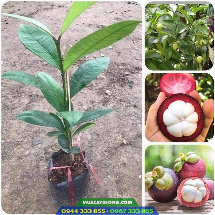Địa chỉ cung cấp giống cây măng cụt ghép, măng cụt ươm hạt