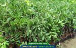 Cung cấp cây giống nhãn thái, nhãn hương chi, nhãn tím, nhãn xuồng