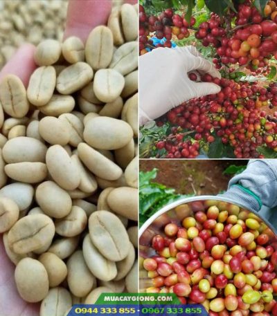 Cung cấp hạt giống cà phê TR4, TR9, xanh lùn, cà dây...