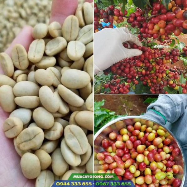 Cung cấp hạt giống cà phê TR4, TR9, xanh lùn, cà dây...