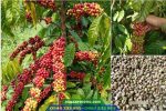 Cung cấp hạt giống cà phê