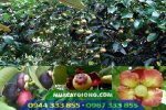Cung cấp giống cây măng cụt (ghép và ươm hạt)