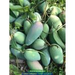 Cây giống xoài Thái hạt lép - Ảnh 2