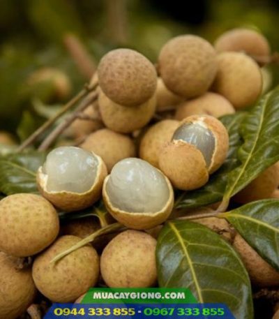 Giống nhãn thái (nhãn ido)