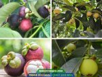 Giống cây măng cụt (còn gọi là quả tỏi ngọt)
