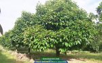 Kỹ thuật trồng măng cụt