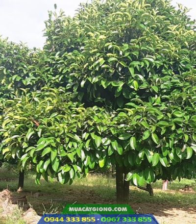 Kỹ thuật trồng măng cụt