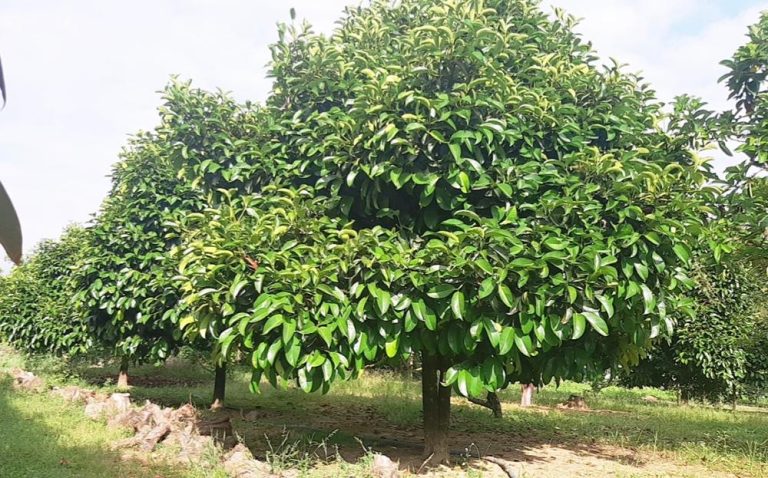 Kỹ thuật trồng măng cụt