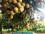 Kỹ thuật trồng nhãn thái ido