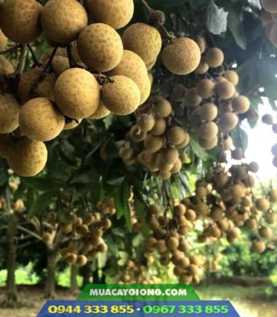 Kỹ thuật trồng nhãn thái ido