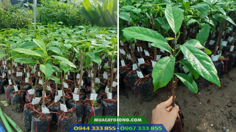 Địa chỉ cung cấp giống cây dâu da xanh
