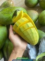 Đặc điểm giống xoài Đài Loan xanh