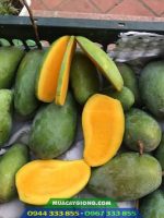 Cây giống xoài Thái hạt lép