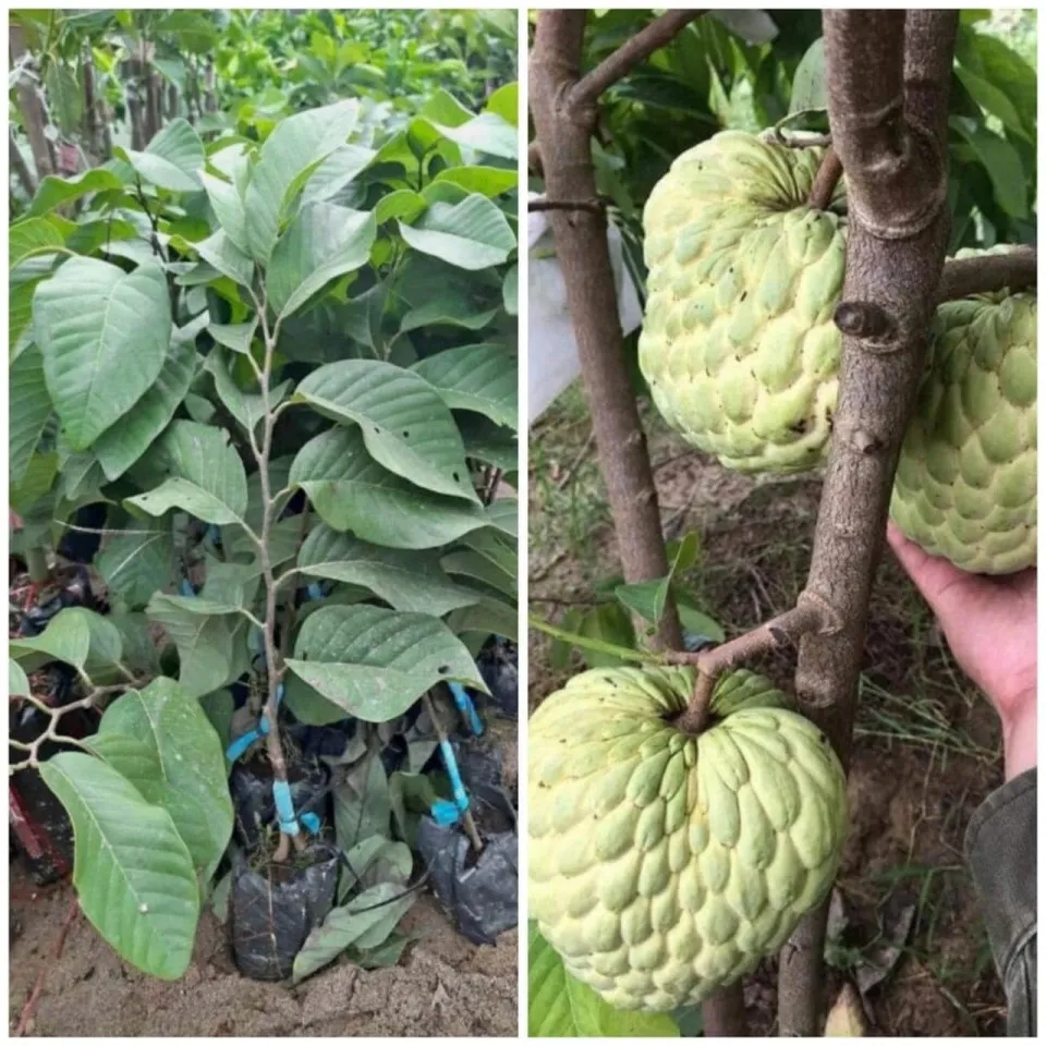Kỹ thuật trồng và chăm sóc mãng cầu na: Hướng dẫn chi tiết
