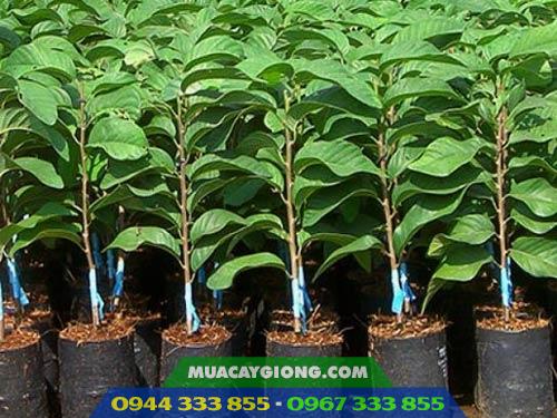 Mua giống na ở đâu uy tín