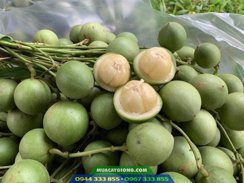 Cây dâu da xanh: Nguồn gốc, đặc điểm, nơi mua cây giống