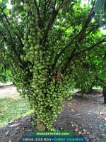 Kỹ thuật trồng cây dâu da xanh (dâu xanh thái)