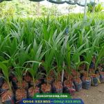 Mua cây giống dừa xiêm xanh lùn ở đâu đảm bảo?