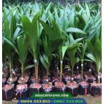 Giá bán và địa chỉ cung cấp giống dừa xiêm xanh lùn