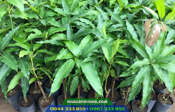 Địa chỉ và giá bán cây giống xoài các loại