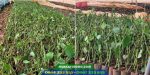 Giá bán và nơi mua giống tiêu Tùng Linh
