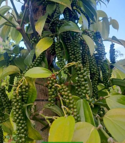 Giới thiệu đặc điểm và cách trồng giống tiêu Tùng Linh