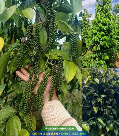 Địa chỉ cung cấp giống tiêu Tùng Linh