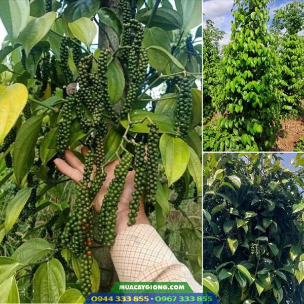 Địa chỉ cung cấp giống tiêu Tùng Linh