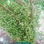Cây giống dâu da xanh thái (dâu da ngọt)