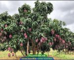 Đặc điểm và kỹ thuật trồng xoài Ngọc Vân