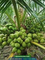 Giống dừa xiêm xanh lùn (dừa lùn xanh, dừa xiêm lục)