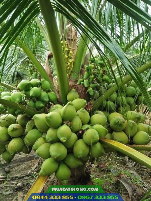 Giống dừa xiêm xanh lùn (dừa lùn xanh, dừa xiêm lục)