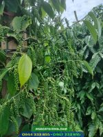 Giống tiêu Tùng Linh: Giống tiêu mới năng suất cao