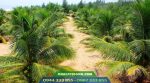 Kỹ thuật trồng giống dừa xiêm xanh lùn
