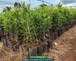 Cung cấp cây giống mắc ca A38