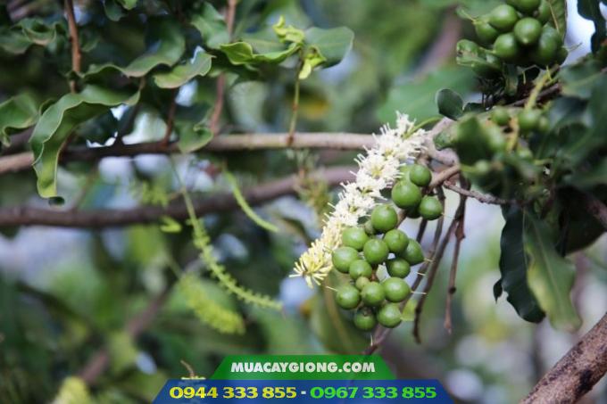 Đặc điểm giống mắc ca A38