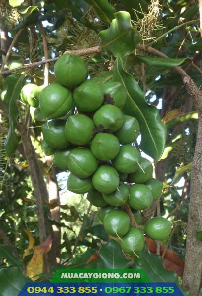 Địa chỉ cung cấp giống mắc ca A38