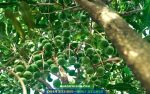 Kỹ thuật trồng mắc ca A38