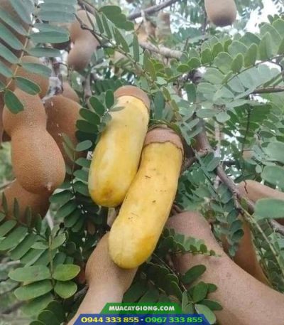 Đặc điểm và kỹ thuật trồng me Thái ngọt