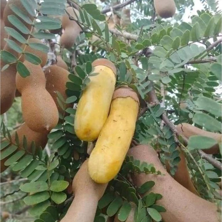 Đặc điểm và kỹ thuật trồng me Thái ngọt
