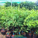 Giá bán và địa chỉ cung cấp giống me ngọt Thái Lan