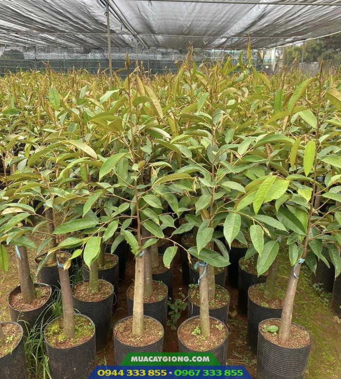 Địa chỉ cung cấp cây giống sầu riêng?