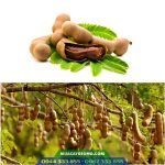 Giống me Thái (me ngọt)