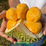 Đặc điểm giống sầu riêng black thorn