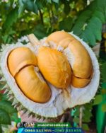 Mua cây giống sầu riêng Black Thorn ở đâu chất lượng?