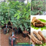 Mua cây giống me Thái ở đâu?