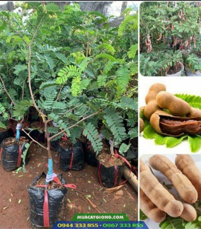 Mua cây giống me Thái ở đâu?
