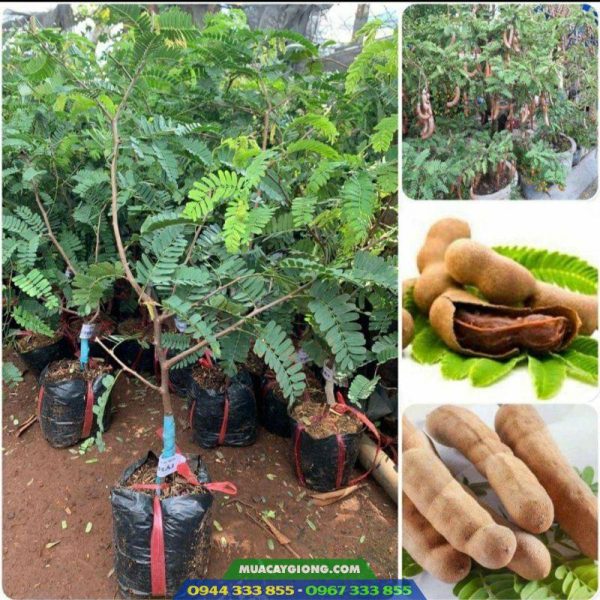 Mua cây giống me Thái ở đâu?