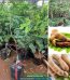 Mua cây giống me Thái ở đâu?